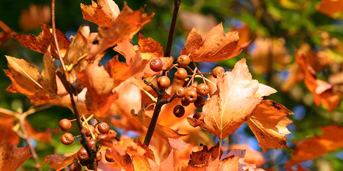 Autumn leaves