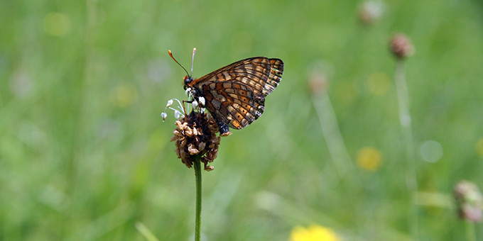Marsh Fritillary butterfly
